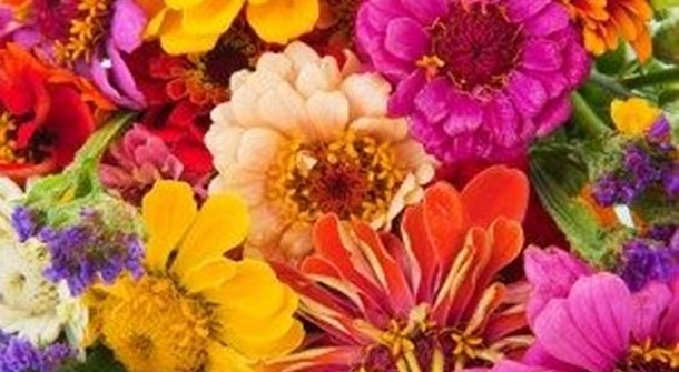 Diese Blumen pflanzen Sie am besten im Frühjahr