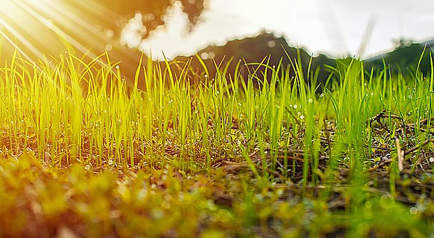 Welche Saatmischung eignet sich für den Roboterrasen?