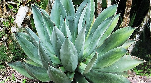 Tropen-Feeling - exotische Bepflanzung im Garten