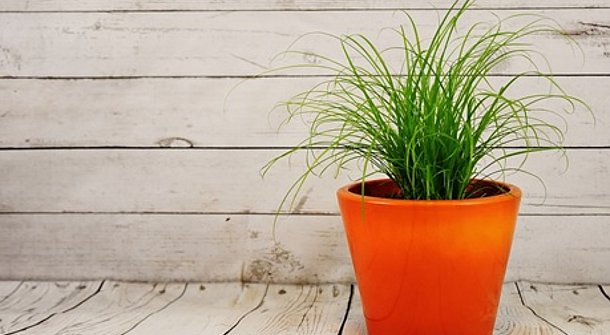 Ideen für dekorative Kräutertöpfe