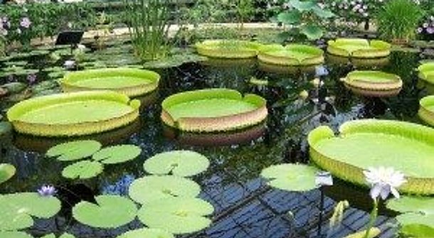 Ruhepol und Hingucker - Teich- und Bachgestaltung im Garten