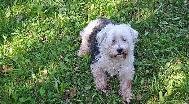 So wird der Garten zum Hundeparadies