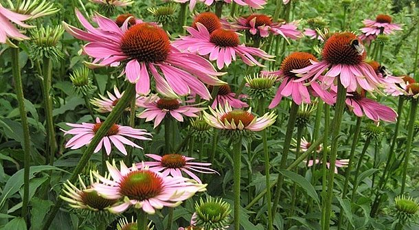 Honig aus dem eigenen Garten
