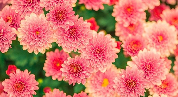 Die 10 wichtigsten Garten-Apps