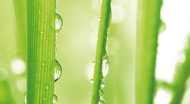 Wasser sparen mit einem smarten Bewässerungssystem
