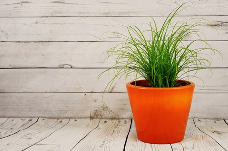 landscaping trends 2017
